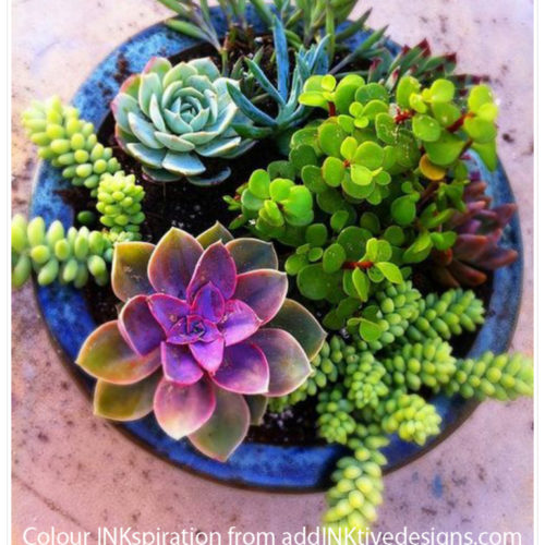 Stampin’ Up! Colour Combinations for Paper Succulents – Addinktive Designs